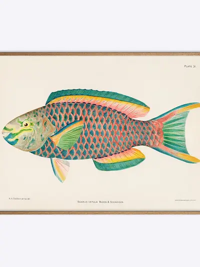 Scarus Vetula Papegøjefisk plakat